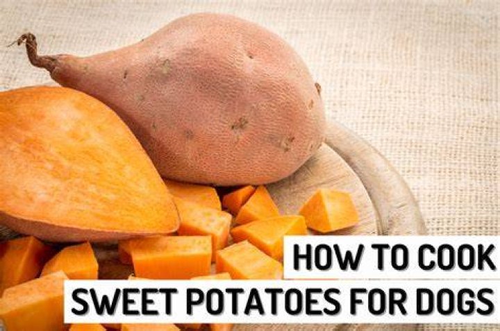 Are cooked sweet potatoes good for dogs?