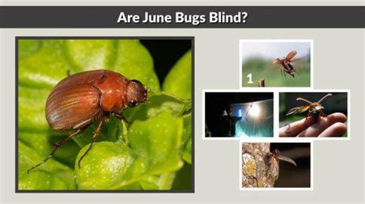 Are June bugs really blind?