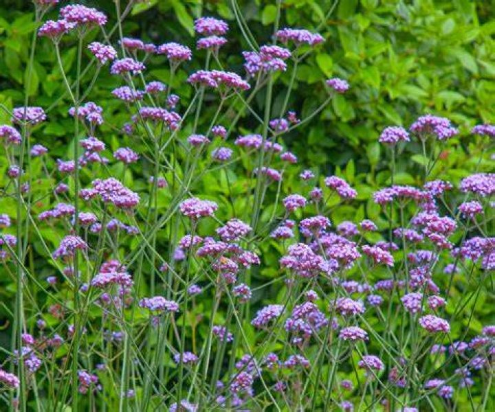 Are verbena easy to grow?