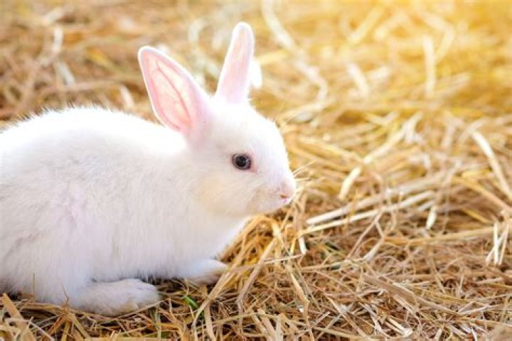 Can a rabbit eat too much hay?