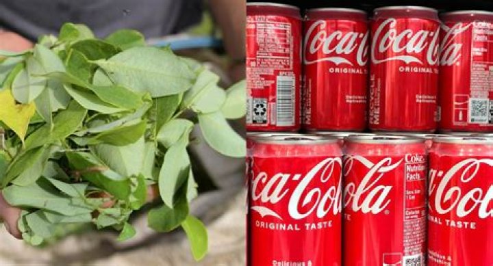 Can coca leaves grow in the United States?