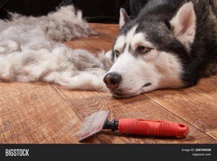 Can I stop my dog moulting?