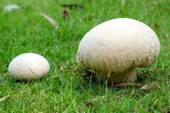 Can you eat white mushrooms that grow in your yard?