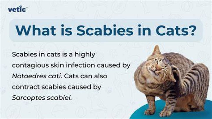 Can you get scabies from a cat?