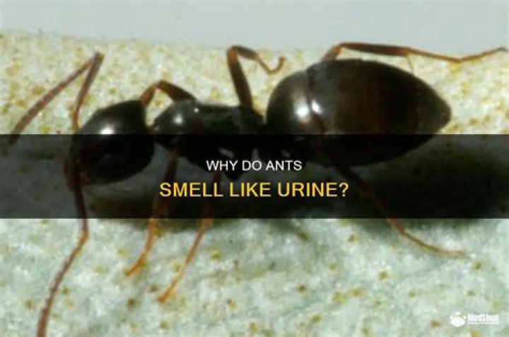 Do ants like the smell of citrus?