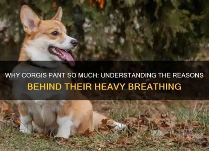 Do corgis pant a lot?