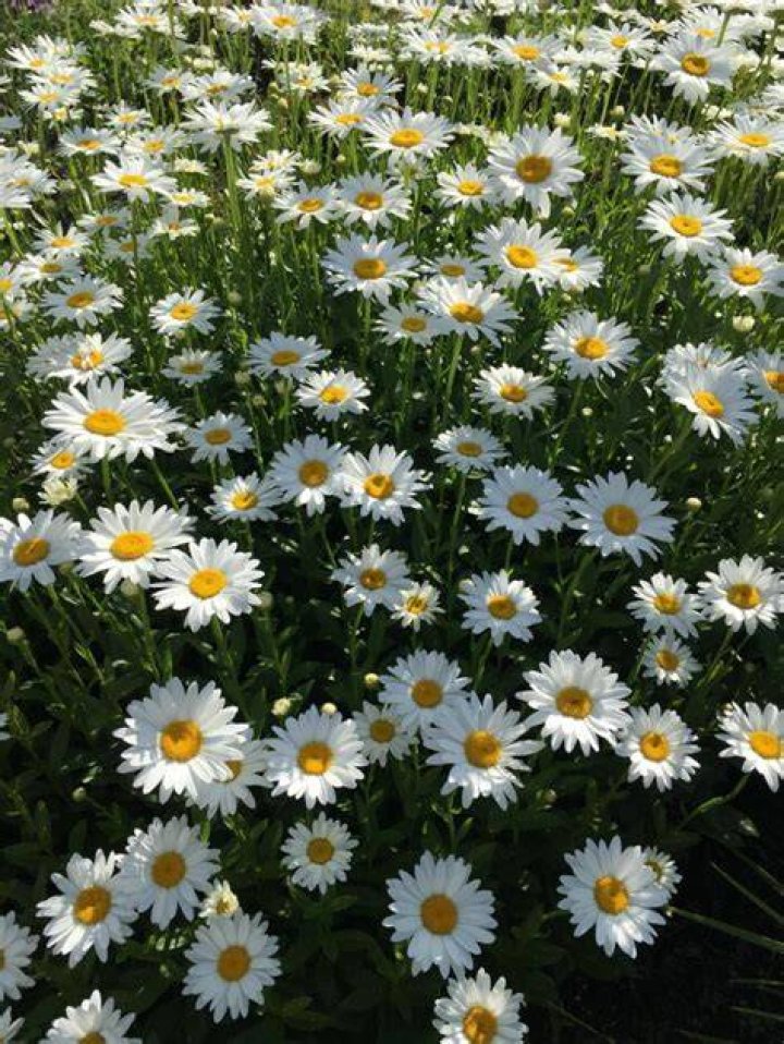 Do daisies smell good? | ContextResponse.com