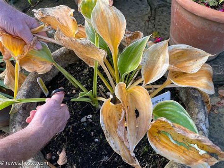 Do hostas die back in winter?