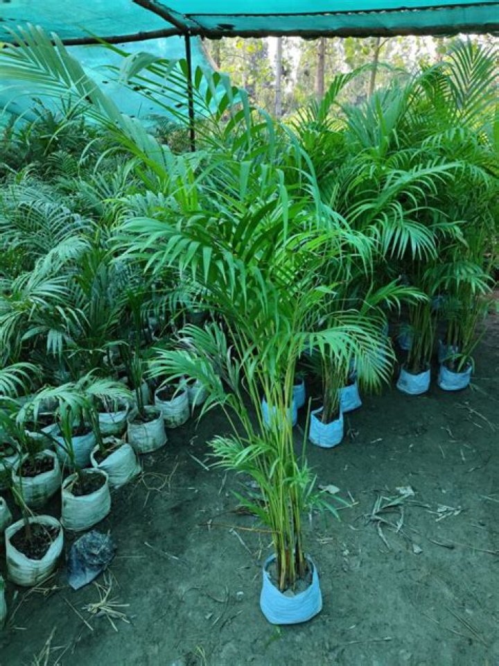 Do palms need sun or shade?