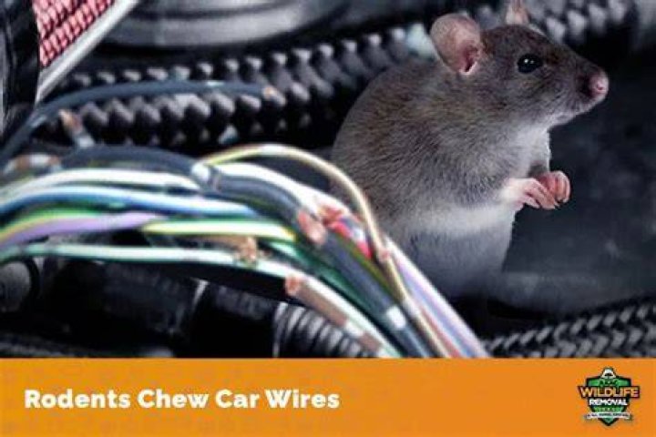 Do rats eat car wires?