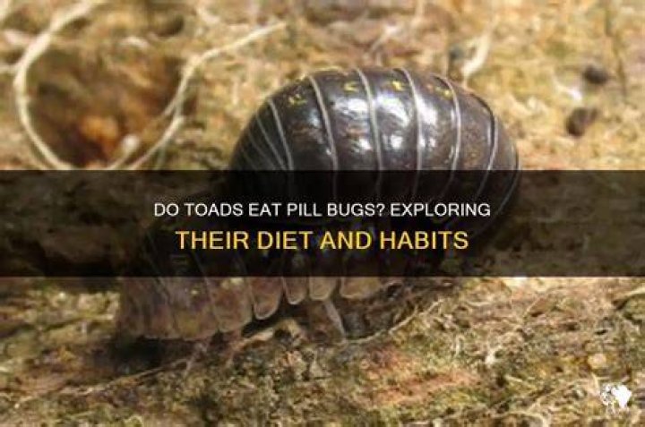 Do toads eat pill bugs?