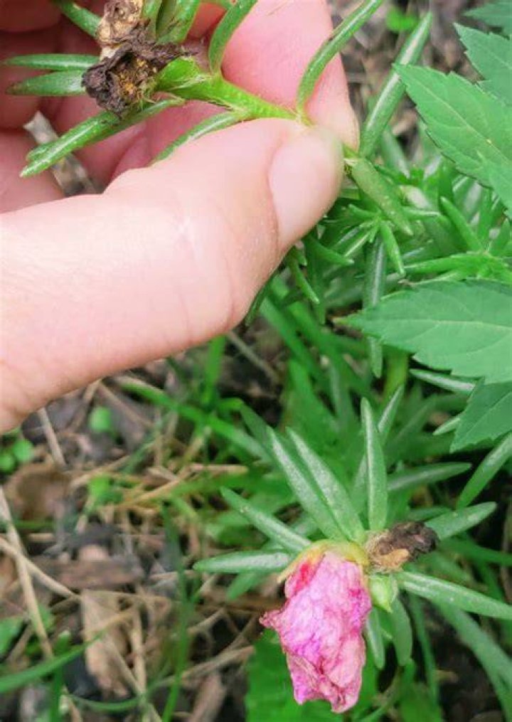 Do you deadhead Moss Rose?