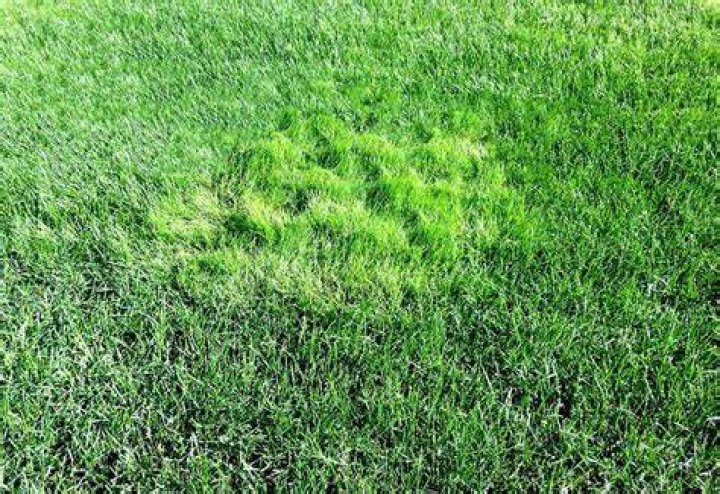 Does bentgrass grow in shade?