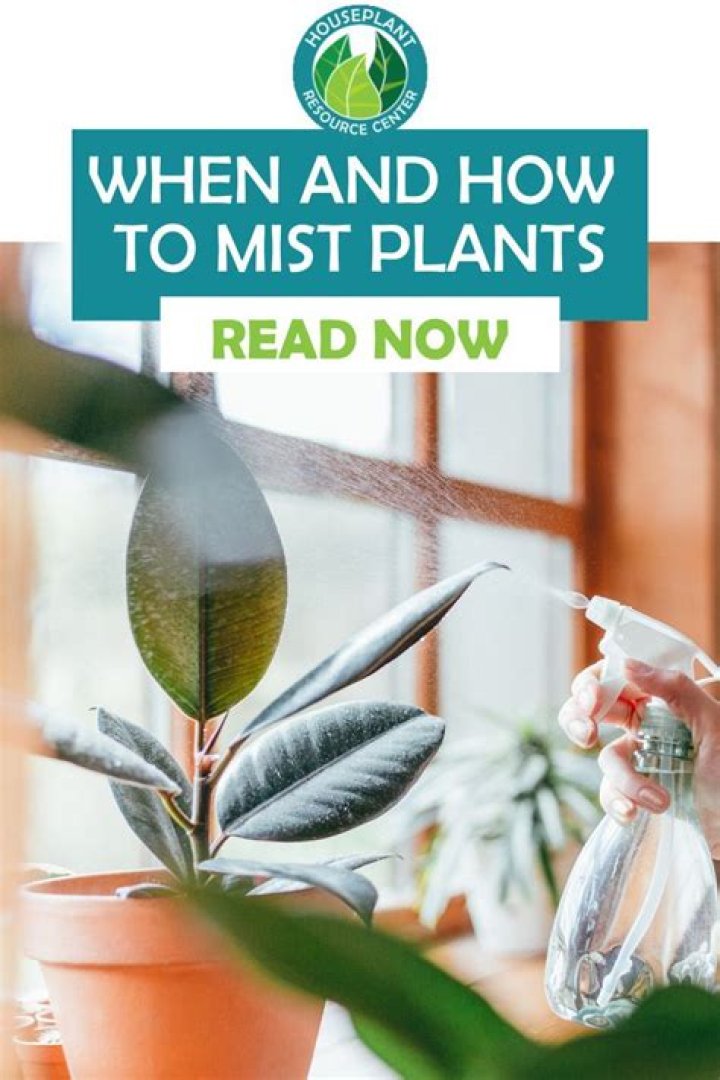 Does misting plants do anything?