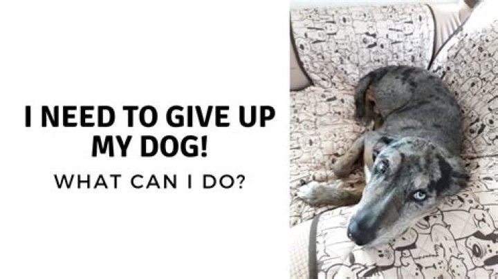 How do I give up my dog?