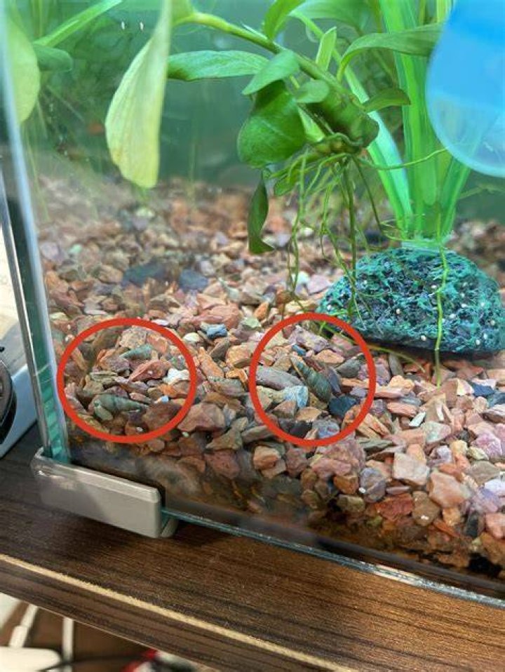 How do I rid my fish tank of snails?