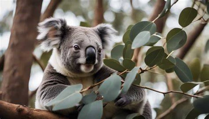 How do koalas stay warm?