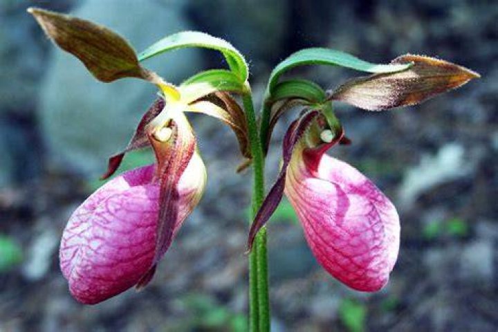 How do lady slippers multiply?