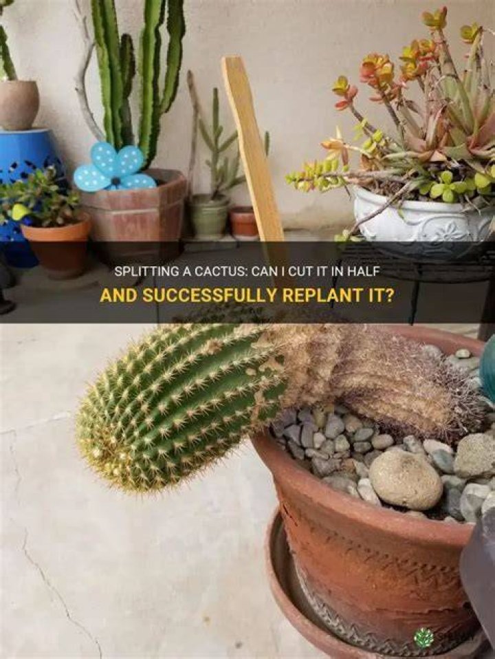 How do you cut and replant a cactus?