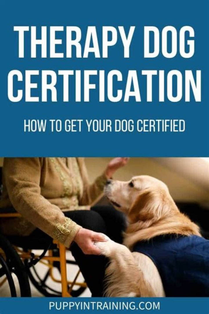 How do you get a dog certified as a companion dog?