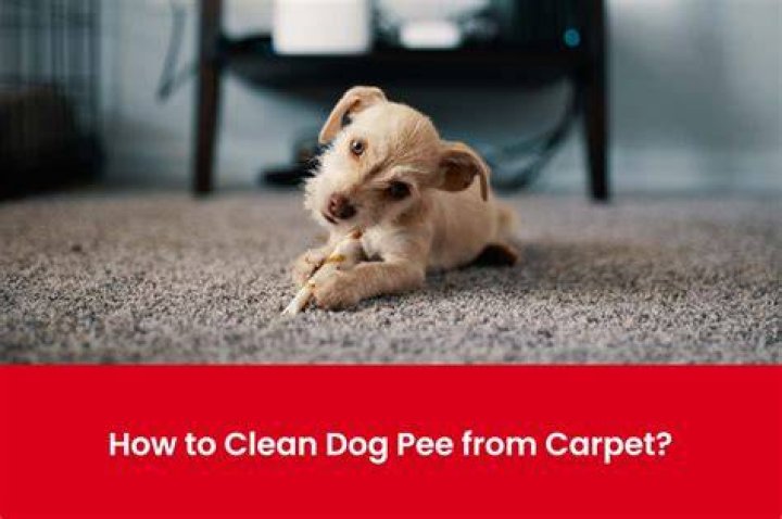 How do you get rid of dog urine smell in carpet?