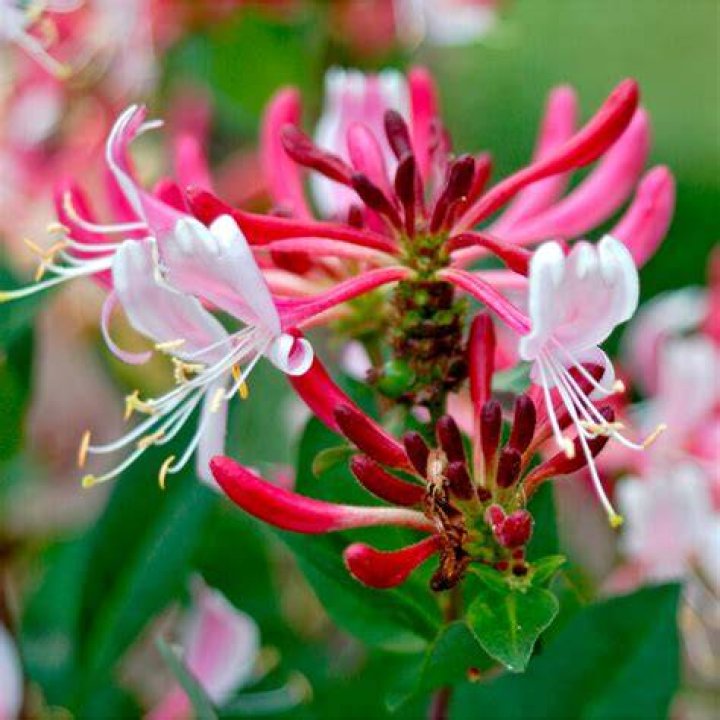 How do you grow Lonicera japonica?