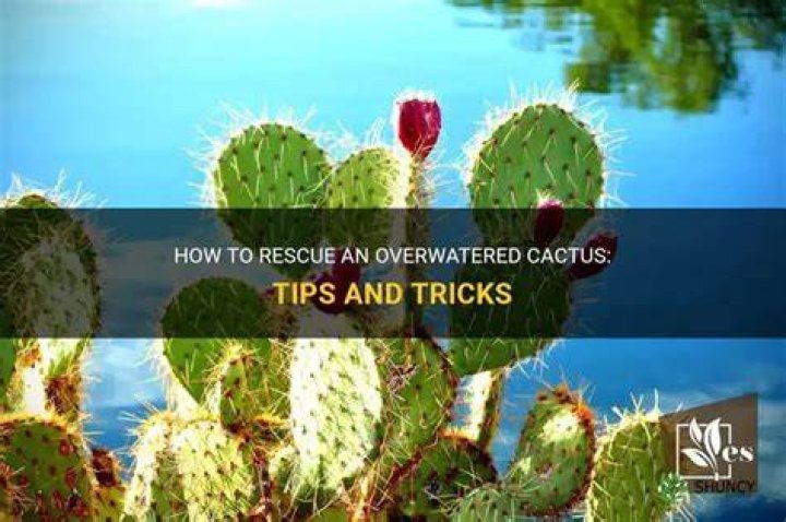 How do you revive an overwatered cactus?