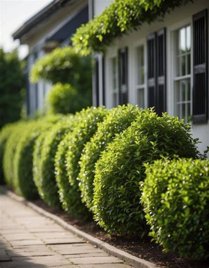 How far should bushes be from the house?