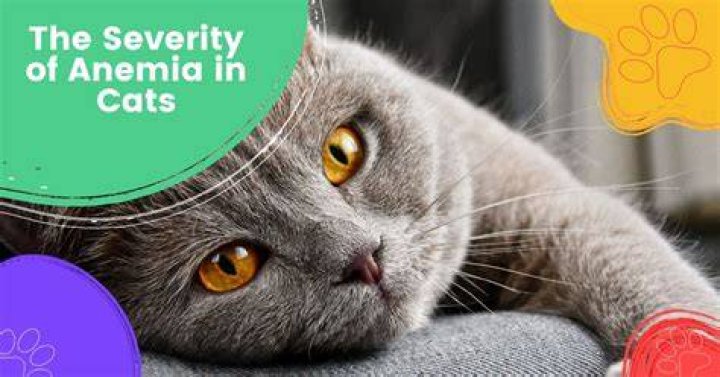 How long can a cat live with severe anemia?