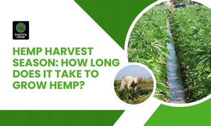 How long does it take a clone to harvest?