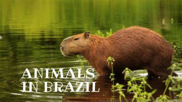 How many animals live in Brazil?
