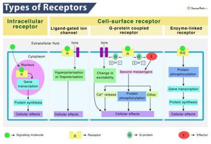 How many receptors do we have?