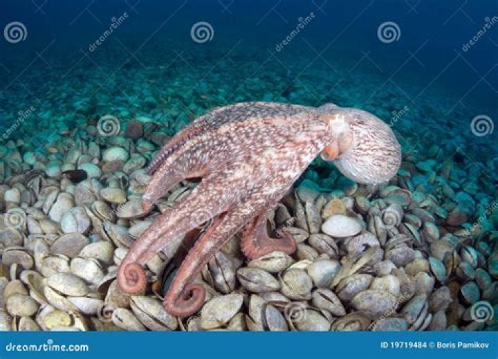 Is an octopus a bivalve?