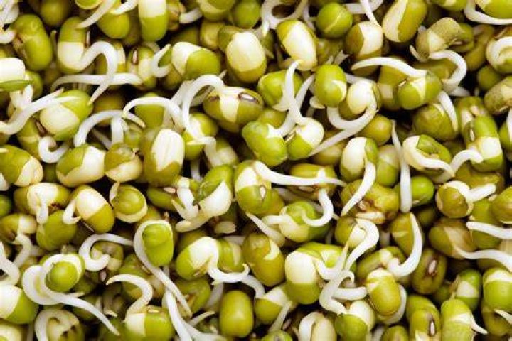 Is mung bean a seed?