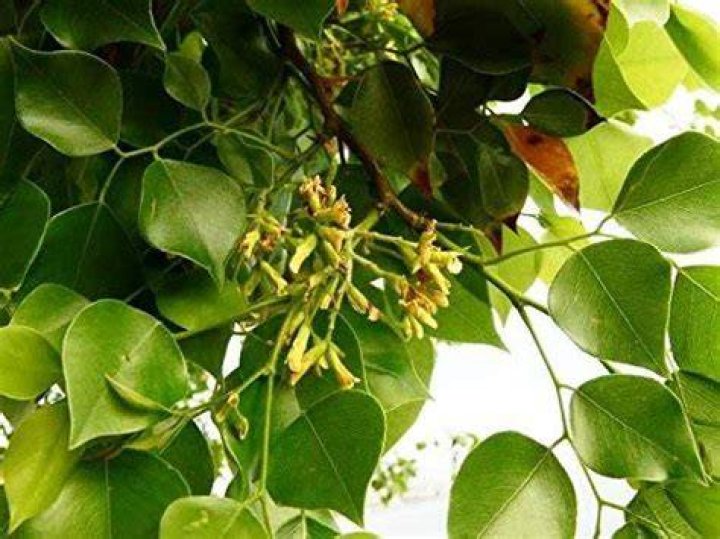 Is Sheesham a medicinal plant?