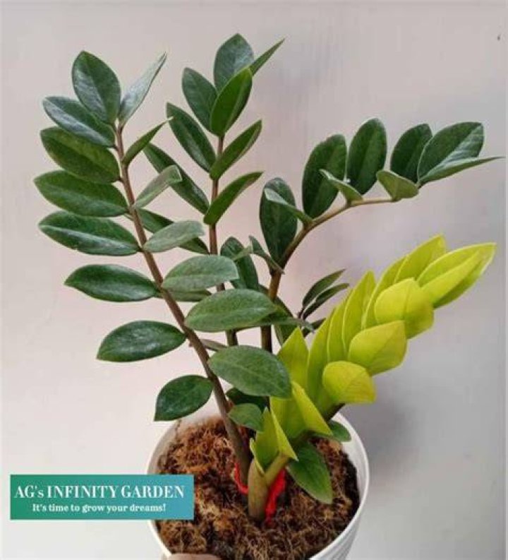 Is Welcome plant cancerous?