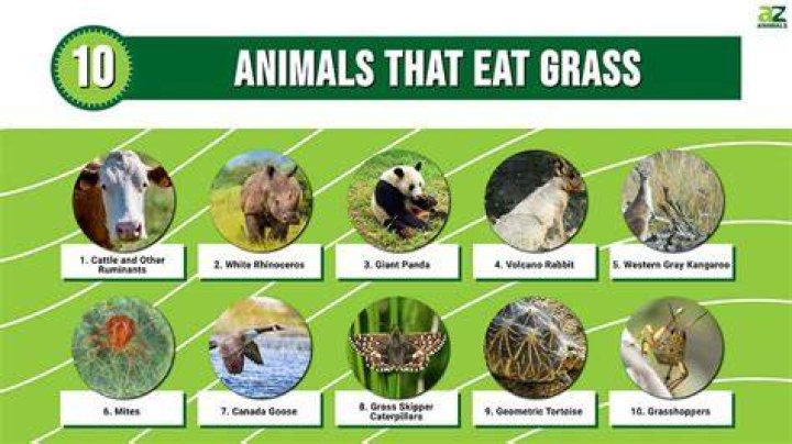 What are animals that eat grass called?