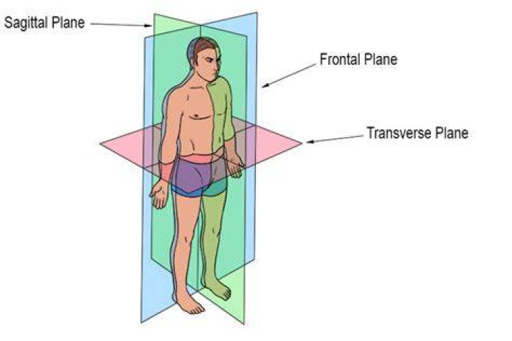 What are the three body plans?