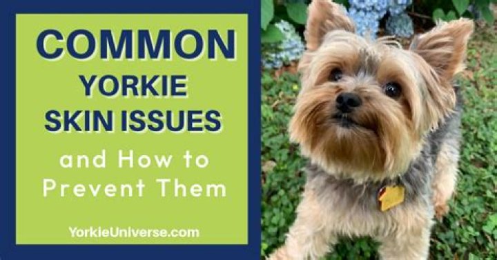 What can I give my Yorkie for itchy skin?