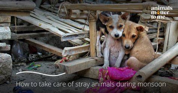 What causes stray animals?