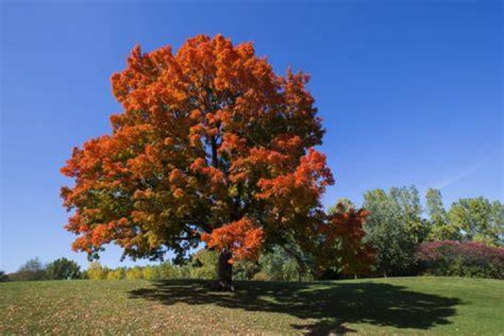 What color is a sugar maple?