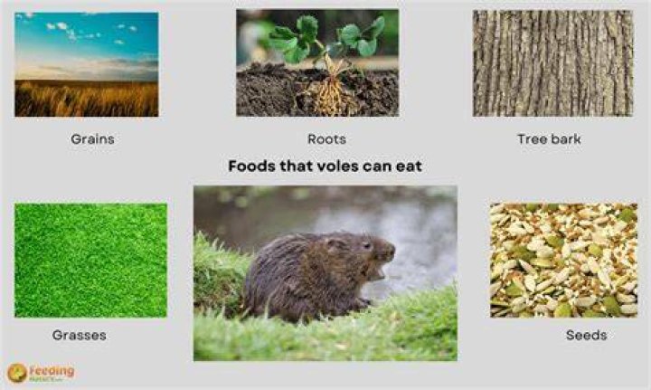 What do voles eat? | ContextResponse.com