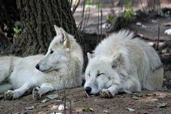What do wolves do during the day?
