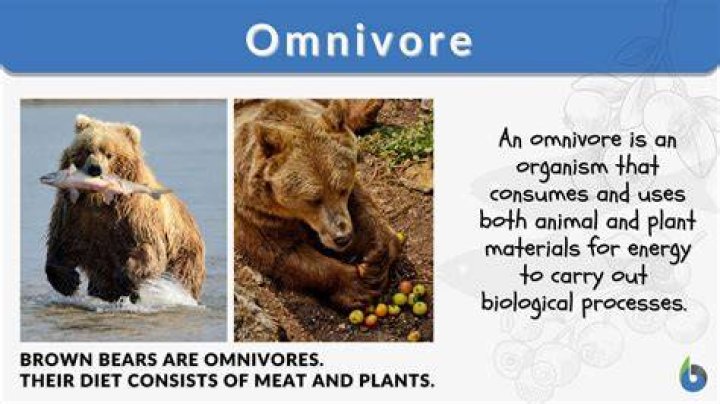 What do you mean by omnivorous?