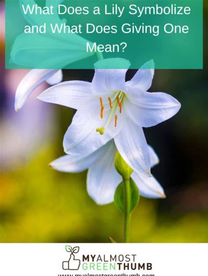 What does Lily mean in slang?