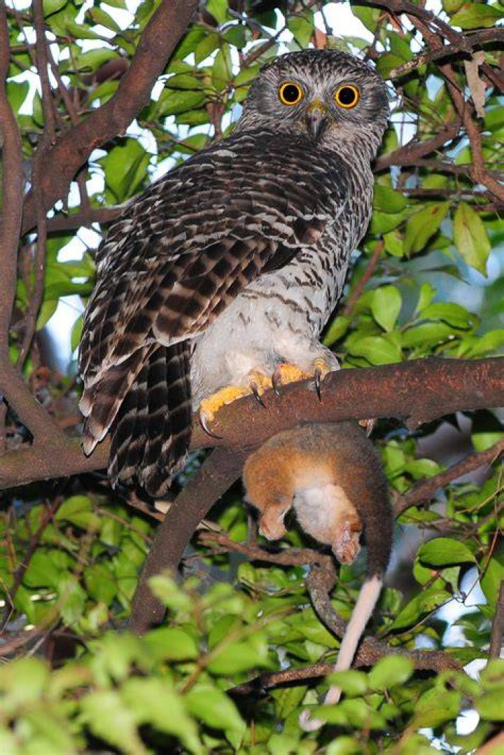 What does the powerful owl eat?