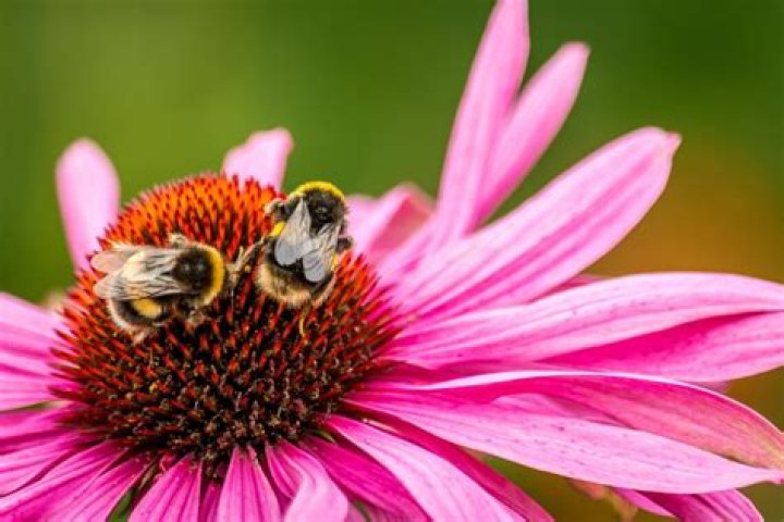 What flowers and plants attract bees?