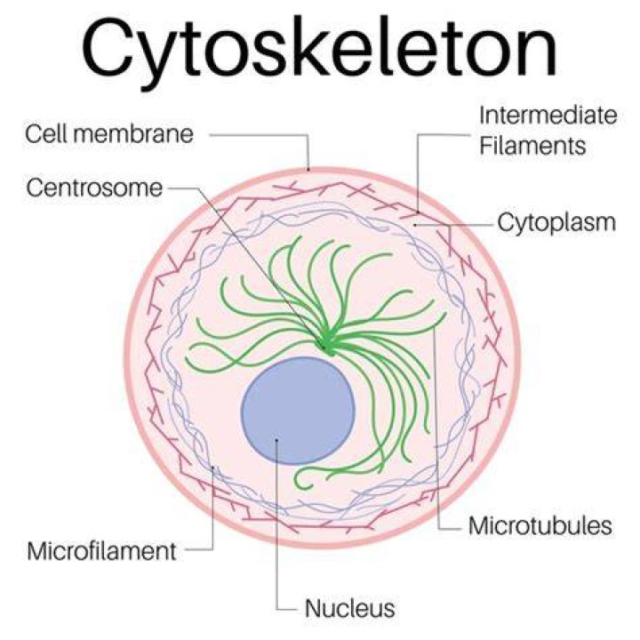 What happens to the cytoskeleton during cell division?