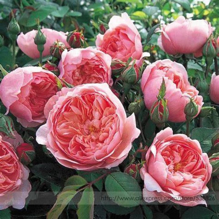 What is a double bloom Rose?