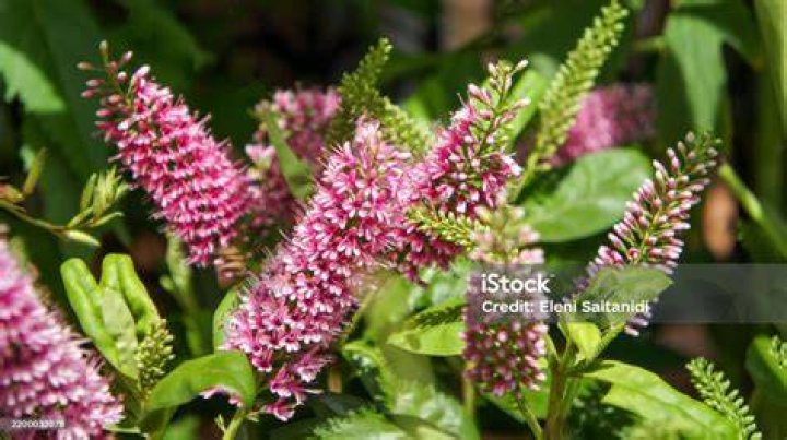 What is a synonym for Willow?